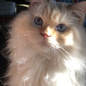 Meet your Posher, Maria